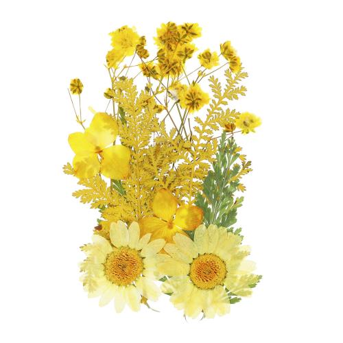 PATIKIL ドライプレスフラワー、本物のプレスフラワー乾燥葉、スクラ ップブック用品、カード作り、レジン宝石作り、石鹸キャンドルDIYクラフト、イエロー