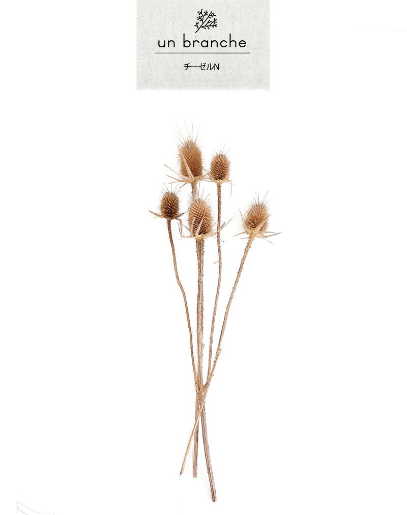 プリザーブドフラワーFineのチーゼル N プリザーブドフラワー ドライフラワー ワイルドフラワー 花材 販売 小分け ナチュラル シンプル 手作り ハンドメイド インテリア 飾り 北欧インテリア クリスマス オーナメント クリスマスリース 材料 撮影用 小物 店舗 装飾 【アンブランシュ】｜アングル2