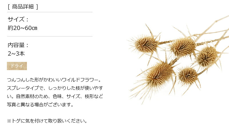 プリザーブドフラワーFineのチーゼル N プリザーブドフラワー ドライフラワー ワイルドフラワー 花材 販売 小分け ナチュラル シンプル 手作り ハンドメイド インテリア 飾り 北欧インテリア クリスマス オーナメント クリスマスリース 材料 撮影用 小物 店舗 装飾 【アンブランシュ】｜アングル3