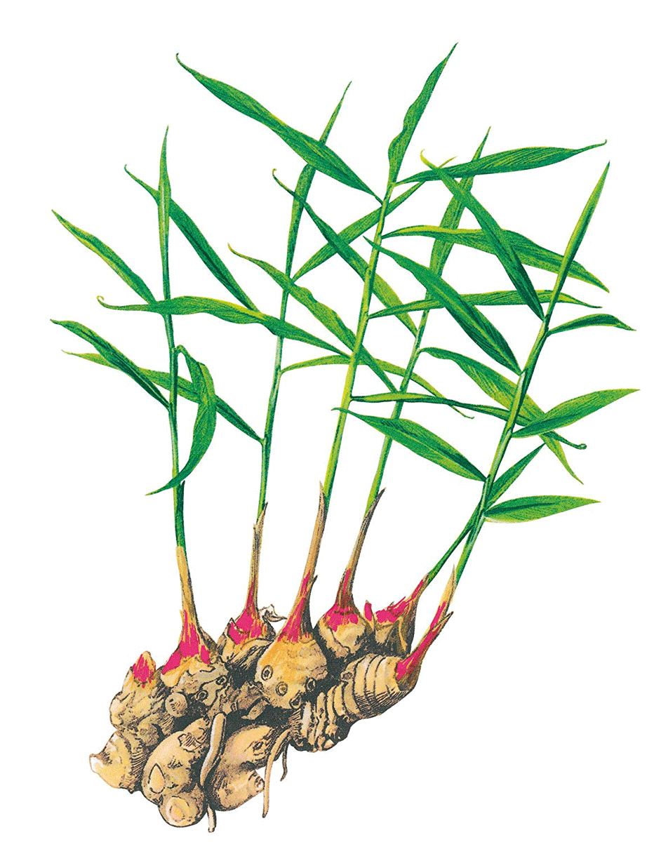 【本日楽天ポイント5倍相当】【定形外郵便で送料無料でお届け】【おまけ付き】株式会社ハーバー研究所(HABA)マービー低カロリー甘味料　スティック（1.3g×60本）（特別用途食品）【RCP】【北海道・沖縄は別途送料必要】【TK390】