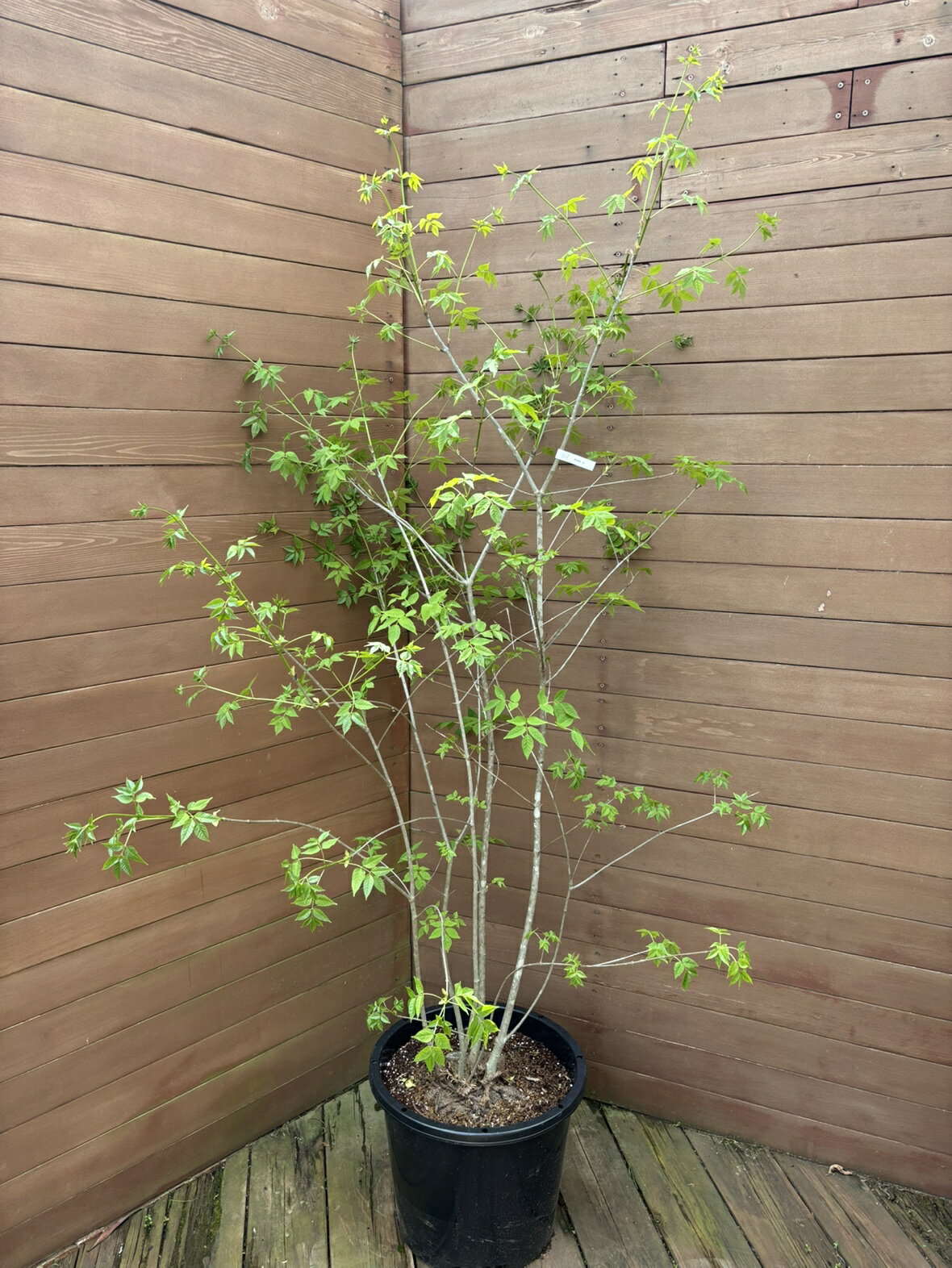 【現品お届け】アオダモNO3【庭木 植木 落葉樹 ガーデニング シンボルツリー】