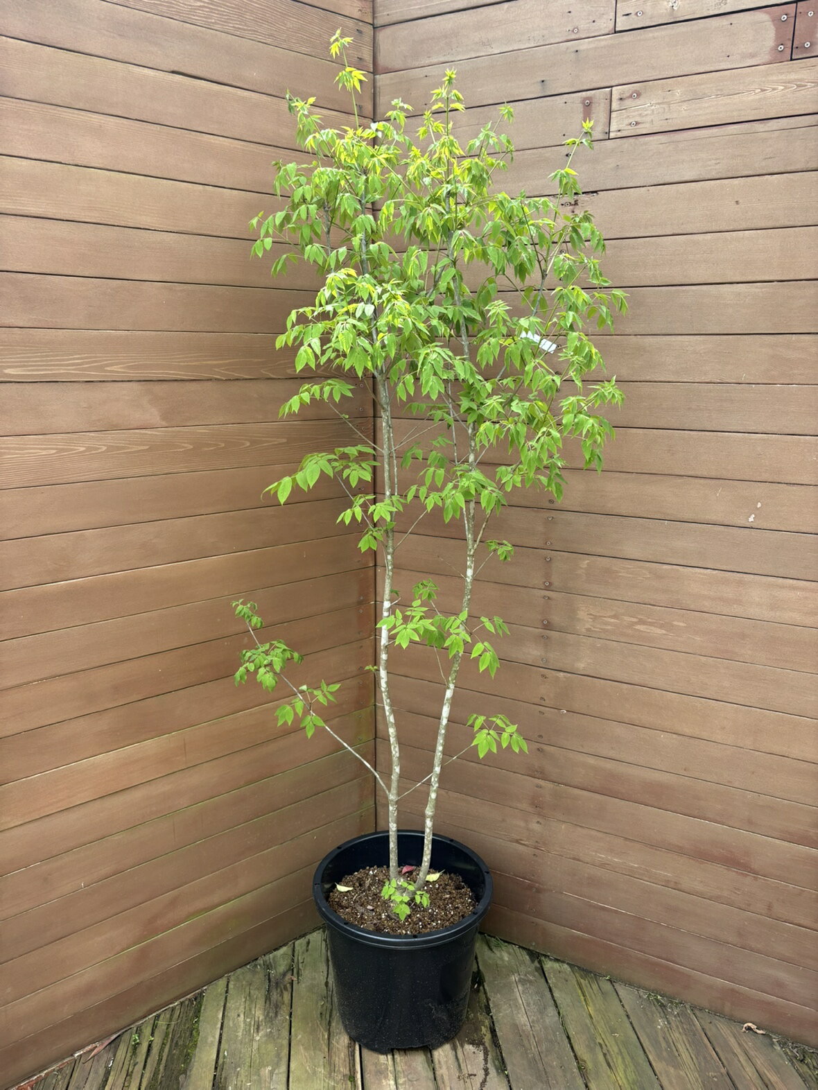 【現品お届け】アオダモNO4【庭木 植木 落葉樹 ガーデニング シンボルツリー】