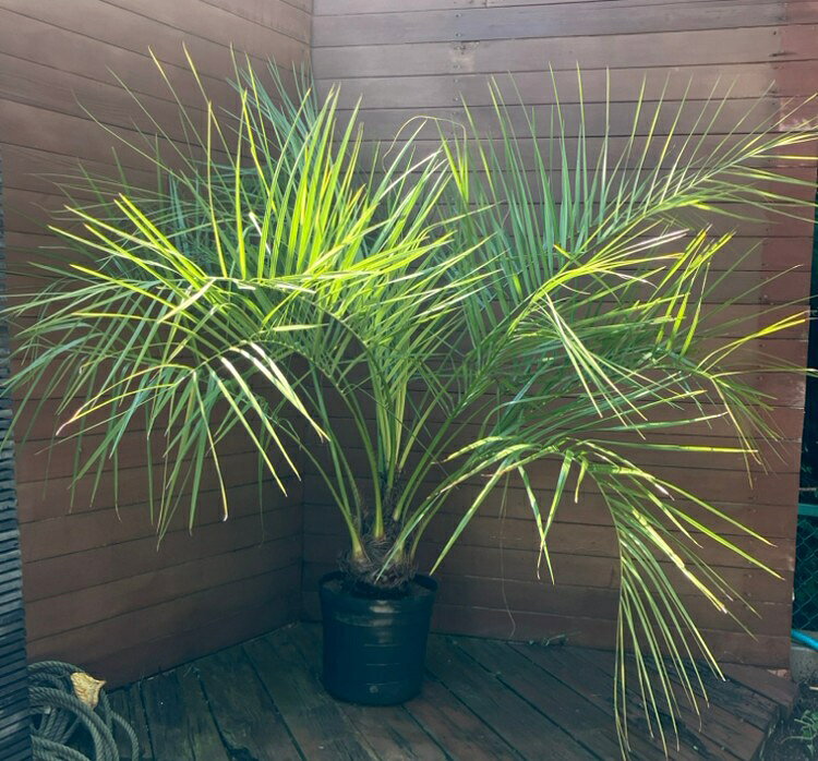 楽天市場】ココスヤシ（高さ（植物）131cm ～）の通販