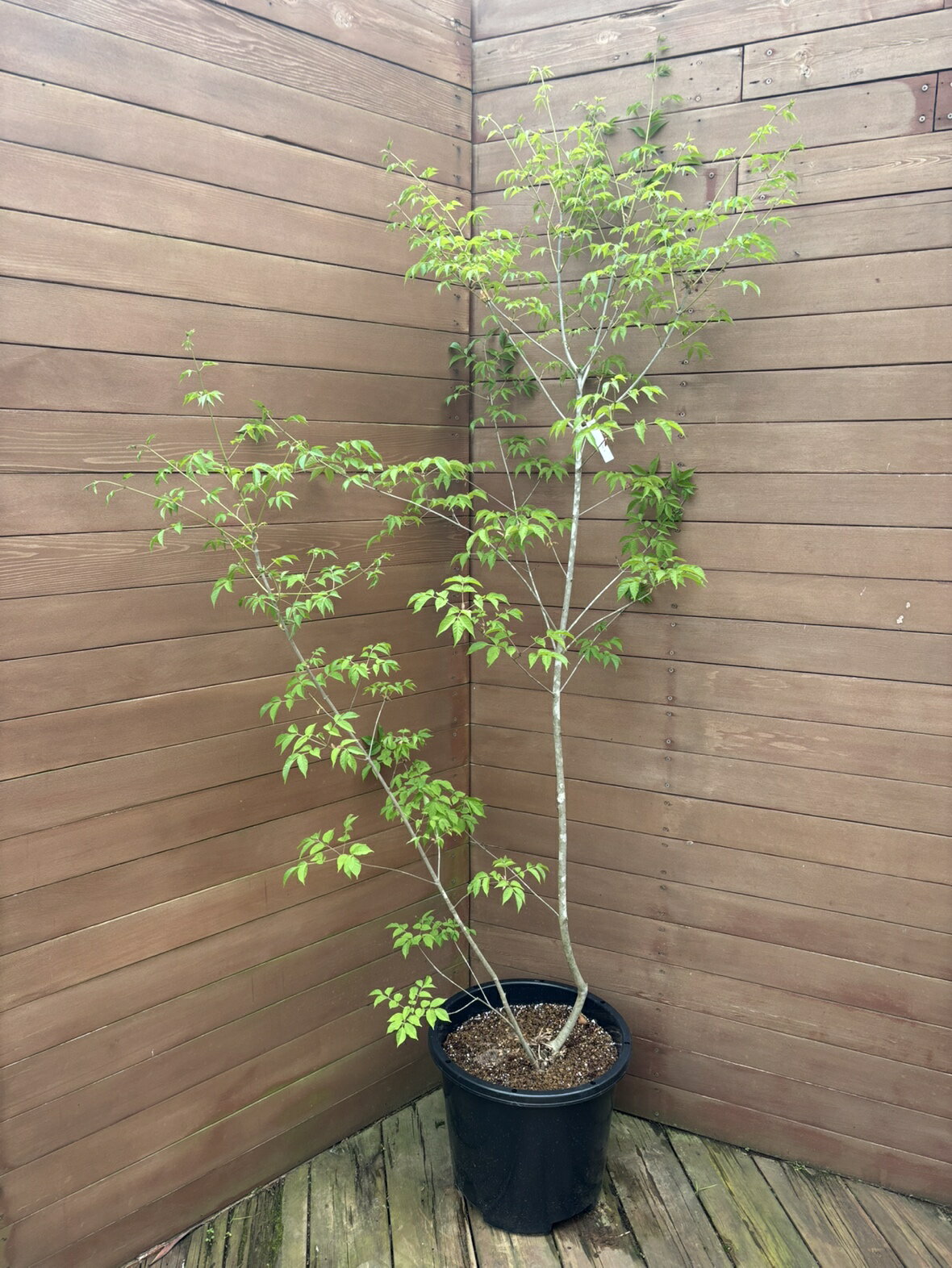 乐天商城 - 【現品お届け】アオダモNO2【庭木 植木 落葉樹 ガーデニング シンボルツリー】