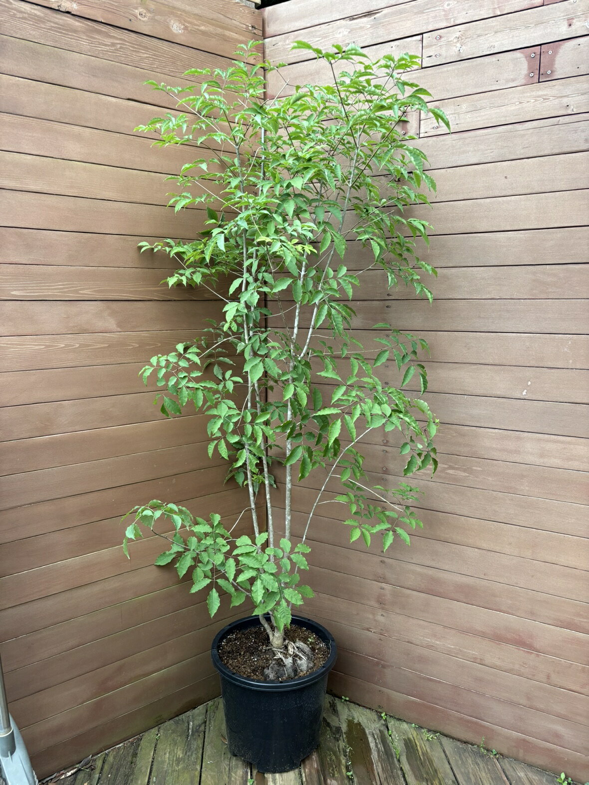 【現品お届け】アオダモNO5【庭木 植木 落葉樹 ガーデニング シンボルツリー】