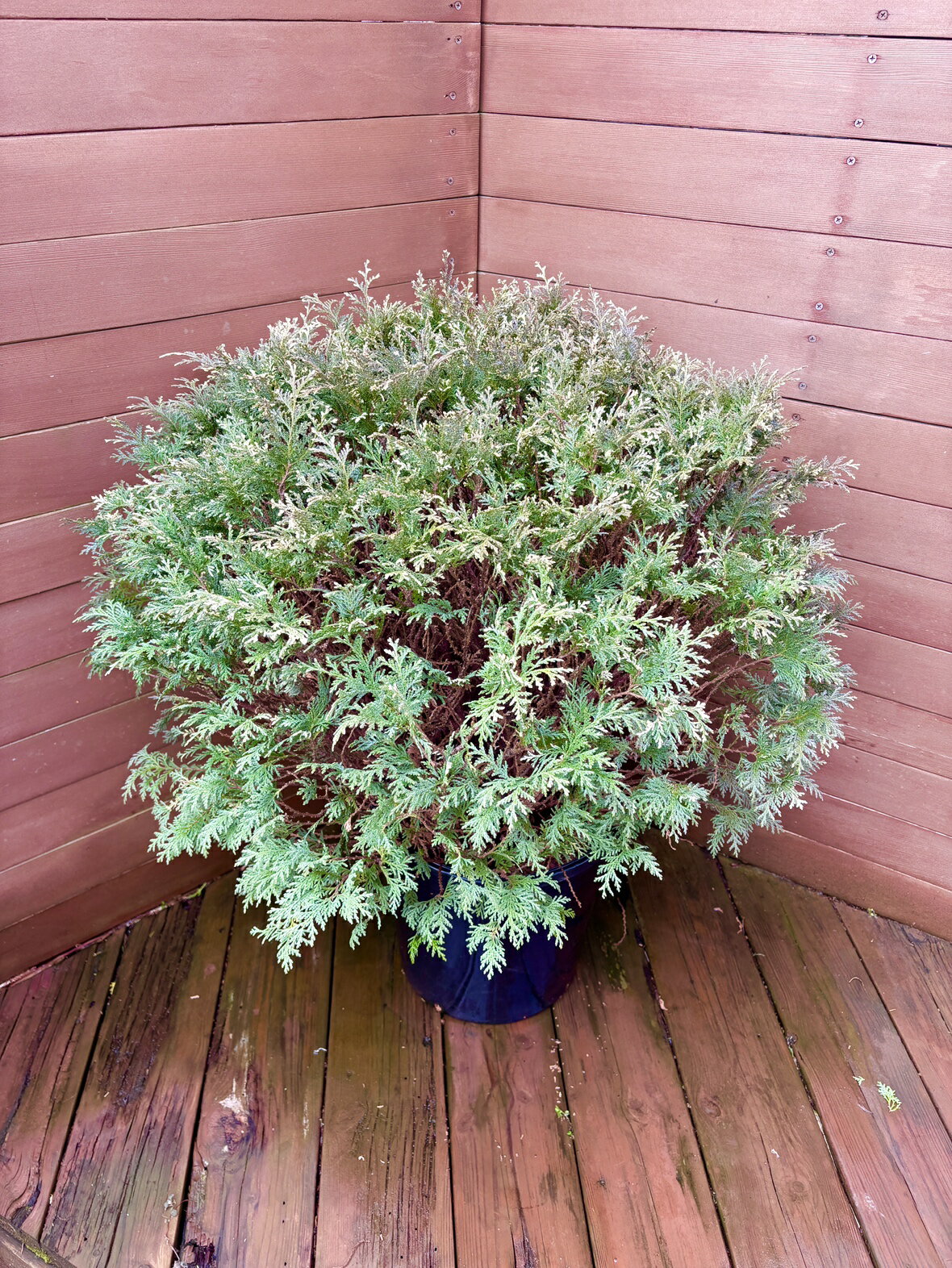 ヒノキ グロボーサ バリエガータの商品画像