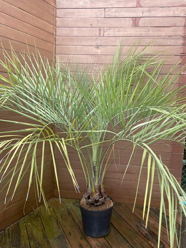 楽天市場】ココスヤシ（高さ（植物）131cm ～）の通販
