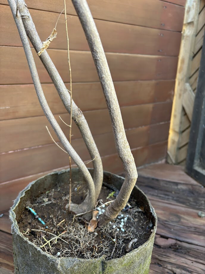【現品お届け】ツリバナマユミ3本立ちB【庭木　植木　落葉樹　ガーデニング】