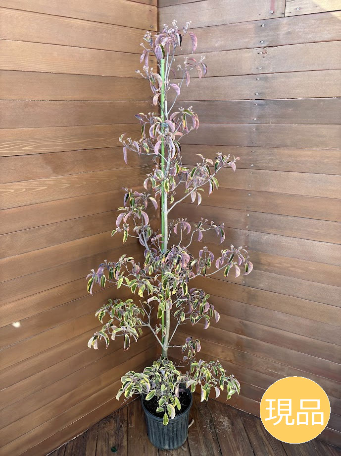 斑入り常緑ヤマボウシ