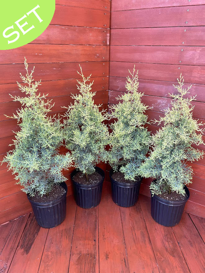サルフレア 4本セット 【コニファー 北欧スタイル クリスマスツリー ガーデニング 庭木 植木】