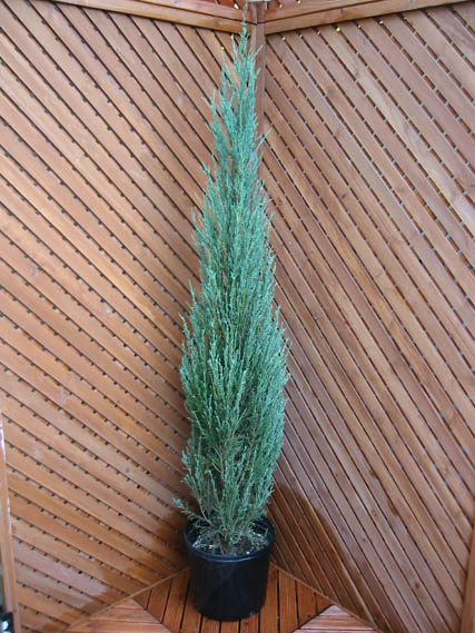 スカイロケット 【コニファー 北欧スタイル 庭木 生垣 ガーデニング シンボルツリー】