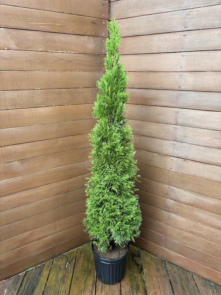 エメラルドグリーン120センチ【コニファー 北欧スタイル ニオイヒバ スマラグド 庭木 植木 常緑樹 目隠し 垣根 生垣 ガーデニング シンボルツリー】
