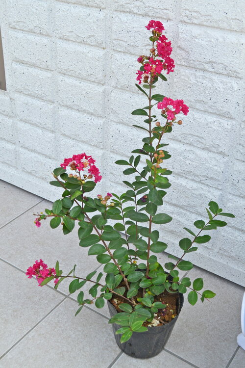 矮性サルスベリ チカレッド 【百日紅　さるすべり　植木　庭木　ガーデニング】 その1