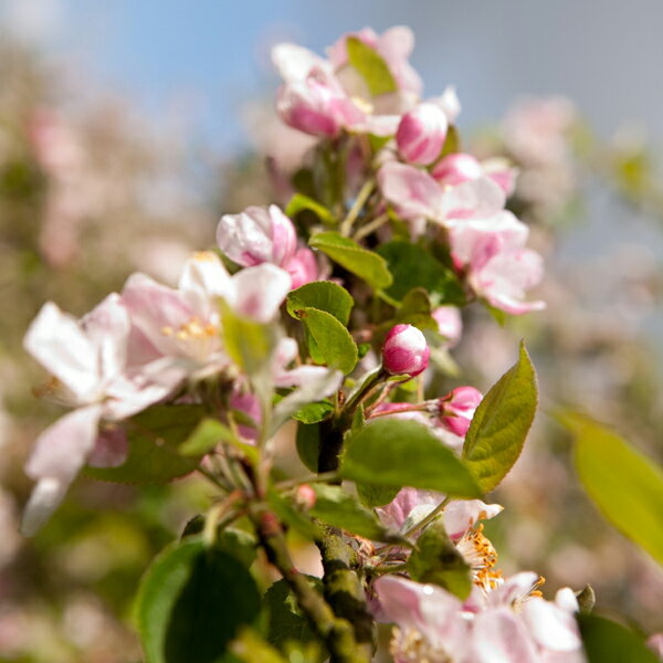 ペール・マグロワール　フィーヌ・カルヴァドス　40度　700ml(正規輸入品)
