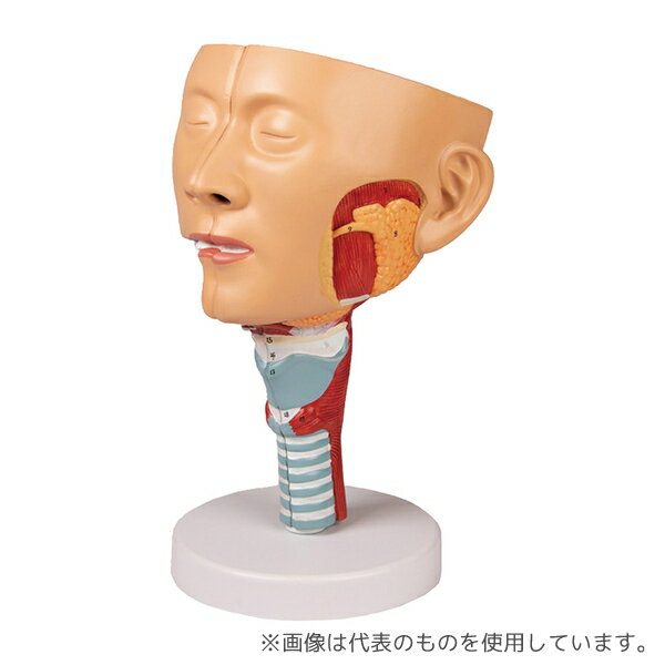 Erler-Zimmer C133 喉と喉頭モデル