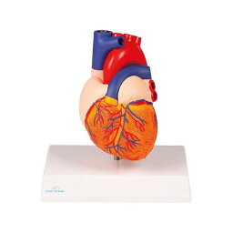 アズワン(AS ONE) 心臓2分解モデル G310