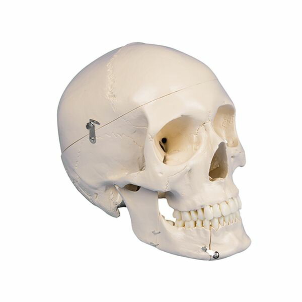 アズワン(AS ONE) 頭蓋骨モデル 歯科用 4513