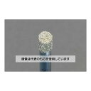 エスコ 1.2x5.0x55mm CBNバー(3mm軸) EA819DJ-149 入数:1本