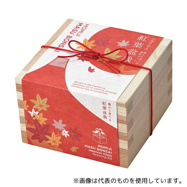 聖新陶芸 GD-84603 ソダテマス 盆栽セット もみじ