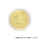 島津ダイアグノスティクス 6791 クリーンスタンプ25「ニッスイ」 SCD寒天(一般生菌数測定用) 30枚