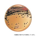ベクトン・ディッキンソン 212087 BD BBL(TM) DHL寒天培地 20枚