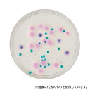 ベクトン・ディッキンソン 252959 BD BBL(TM) CHROMagar(TM) カンジダII寒天培地 100枚