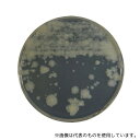 ベクトン・ディッキンソン 252119 BD BBL(TM) 7H11寒天培地 20枚