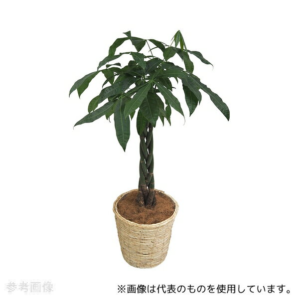 アズワン 観葉植物(生木)パキラ
