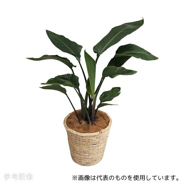 アズワン 観葉植物(生木)オーガスタ