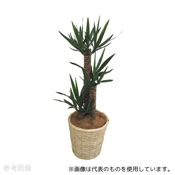 アズワン 観葉植物(生木)青年の木