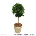 アズワン 観葉植物(生木)ベンジャミン(4)