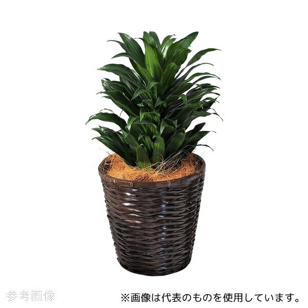 アズワン 観葉植物(生木)ドラセナコンパクタ