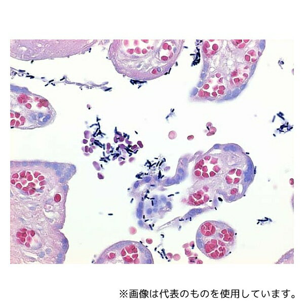 Merck 1.09261.1000 ルゴール溶液(ヨウ素ヨウ化カリウム液) グラム染色用 109261 1L