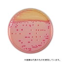 ベクトン・ディッキンソン 251139 BD BBL(TM) CIN寒天培地 20枚