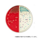 ベクトン・ディッキンソン 252075 BD BBL(TM) TSAII5%ヒツジ血液寒天培地/CHROMagar(TM) オリエンテーション寒天培地 100枚