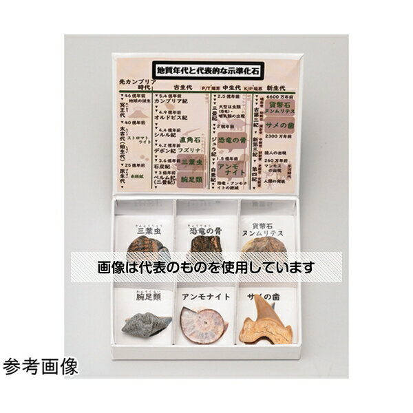大江理工社 ミニ標本シリーズ示準化石6種セット(高等学校用) 入数：1箱