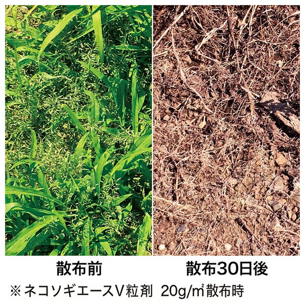 レインボー薬品 ネコソギエースV粒剤 800g 除草剤 粒剤 雑草 [4903471100605] 3