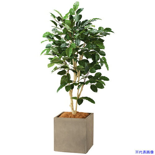 ■NAIKI 人工樹木(ベンガレンシス) AG621SPMGL(6907447)[送料別途お見積り][法人限定][掲外取寄]