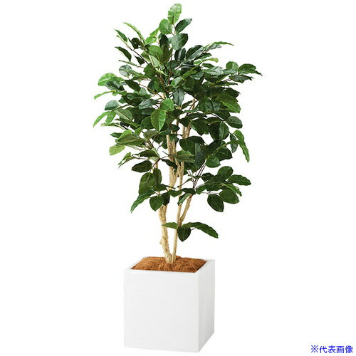 ■NAIKI 人工樹木(ベンガレンシス) AG621SPWH(6908979)[送料別途お見積り][法人限定][掲外取寄]