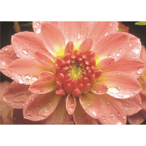 ■つくし び〜看用写真ステッカー ダリア PH26(1849610)[送料別途見積り][法人・事業所限定][掲外取寄]