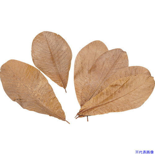 ��TKG ��ޥ��� ���� 100���� M QHO1502(1941018)[�������Ӹ��Ѥ�][ˡ�͡����Ƚ����][�ǳ����]