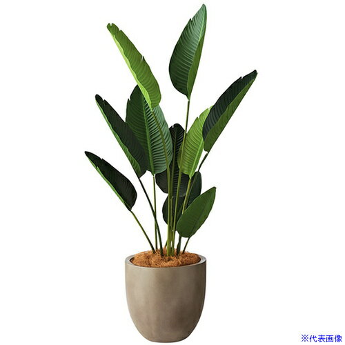 ■NAIKI 人工樹木(オーガスタ) AG601RPMGL(6907455)[送料別途お見積り][法人限定][掲外取寄]