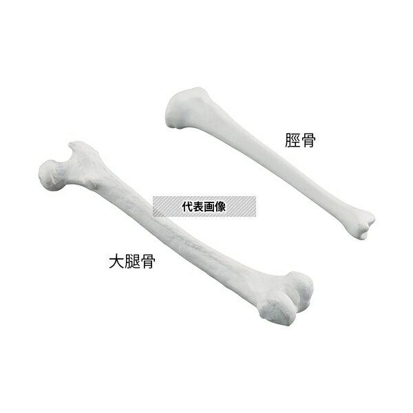 ナビス(アズワン) ナビトレ 訓練用モデル(脛骨)