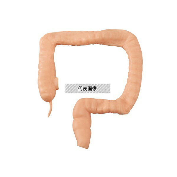 ナビス(アズワン) 訓練用モデル (ナビトレ) 大腸・直腸モデル