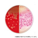 ベクトン・ディッキンソン 251600 BD BBL(TM) コロンビアCNA5%ヒツジ血液寒天培地/マッコンキーII寒天培地 20枚(4)