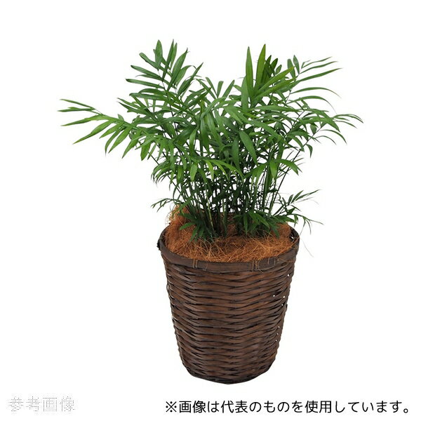 アズワン 観葉植物(生木)テーブルヤシ