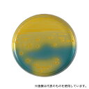 ベクトン・ディッキンソン 251251 BD BBL(TM) BTB乳糖加寒天培地 100枚(4)