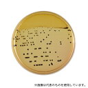 ベクトン・ディッキンソン 251181 BD BBL(TM) サルモネラ・シゲラ寒天培地 20枚
