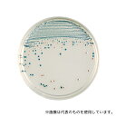 ベクトン・ディッキンソン 251361 BD BBL(TM) CHROMagar(TM) O157寒天培地 20枚