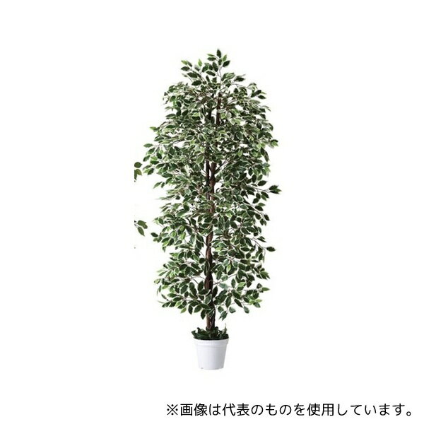 ストア・エキスプレス 61-754-95-2 立ち木(人工樹木) H210cm ベンジャミングリーン/ホワイト